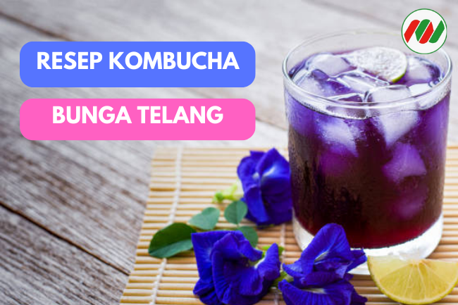 Cara Membuat Kombucha Bunga Telang yang Segar dan Sehat